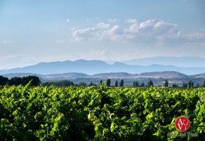 C&eacute;rvoles Celler celebra 20 a&ntilde;os de historia