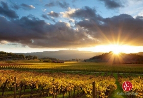 Croacia, destino para amantes del vino