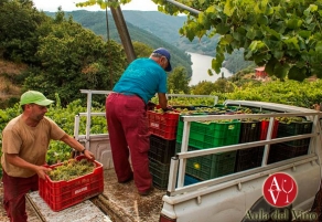 Intensa vendimia en Ribeira Sacra